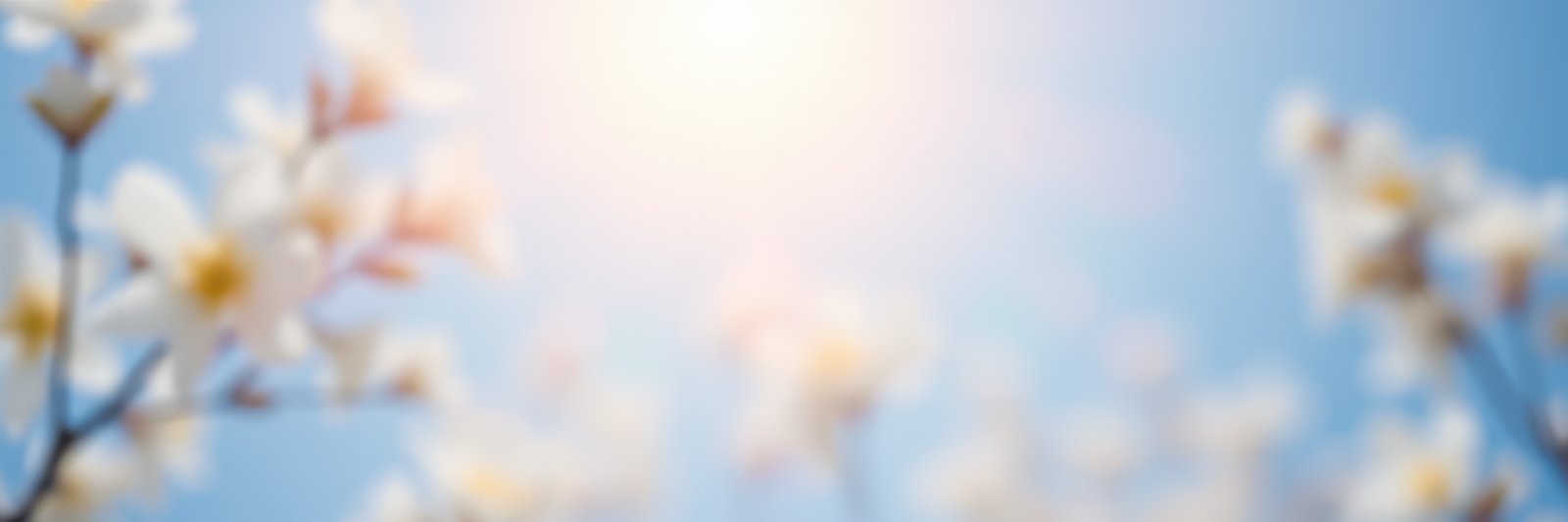 Soft sunlight filters through blossoming flowers on a bright spring day
